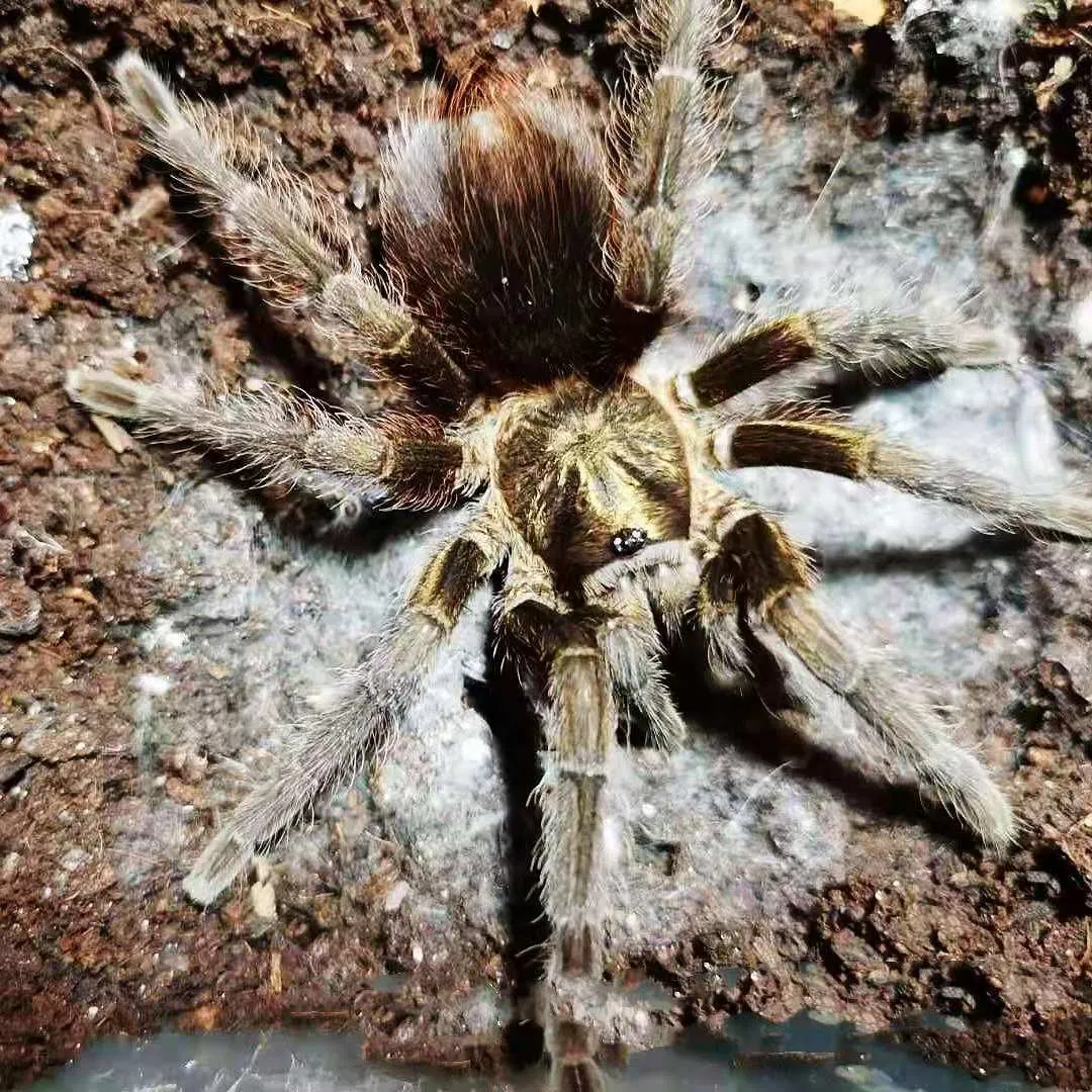 /img/20132-cuban-bronze-tarantula-feeding.webp