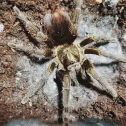 /img/20132-cuban-bronze-tarantula-feeding.webp