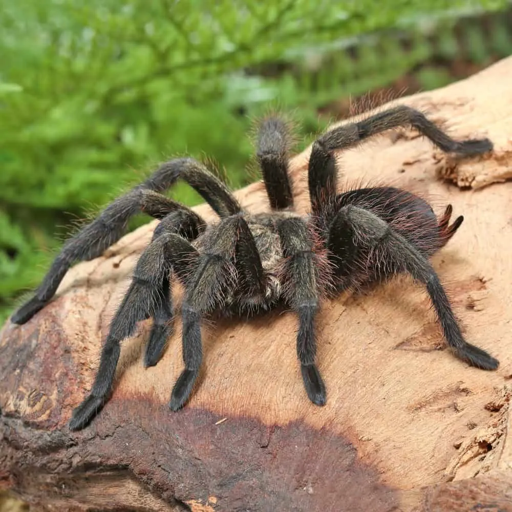 20132 cuban bronze tarantula habitat