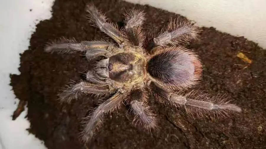 20132 cuban bronze tarantula handling