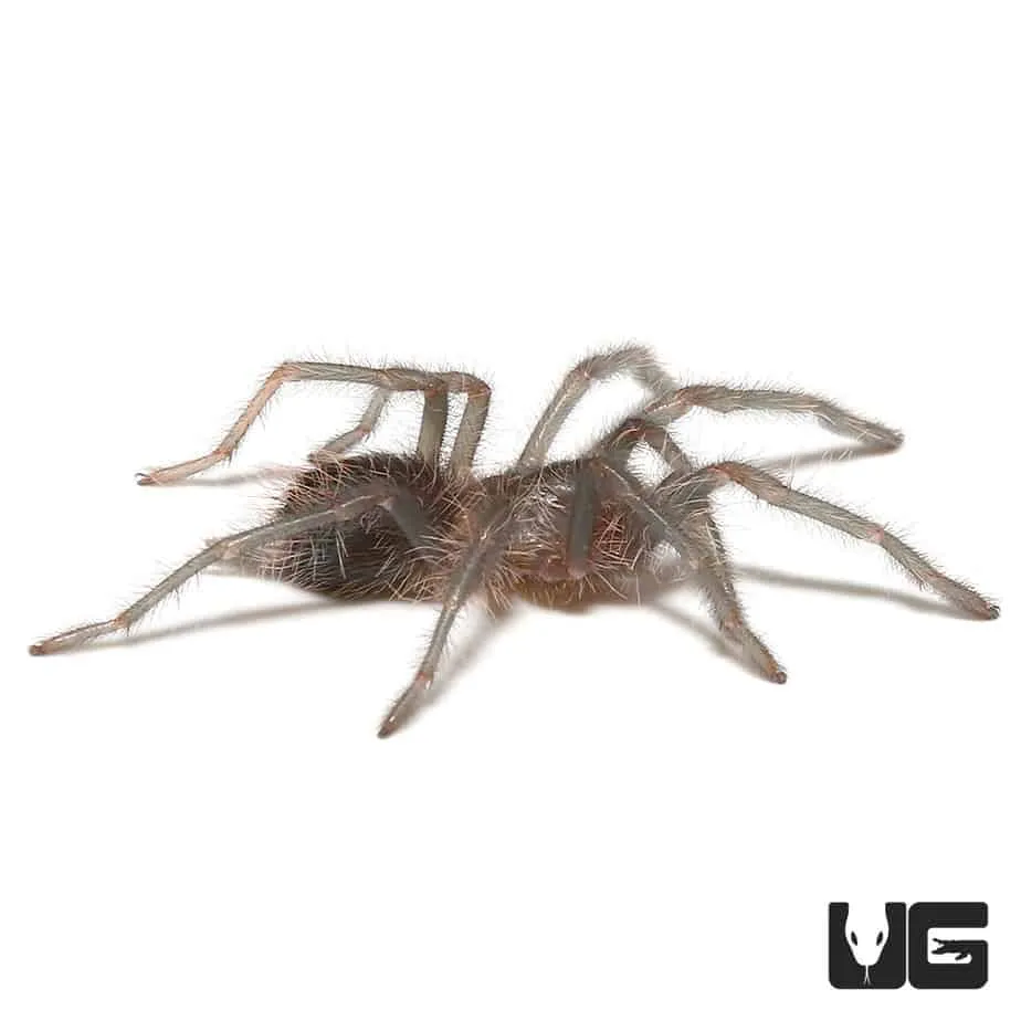 20132 cuban bronze tarantula health