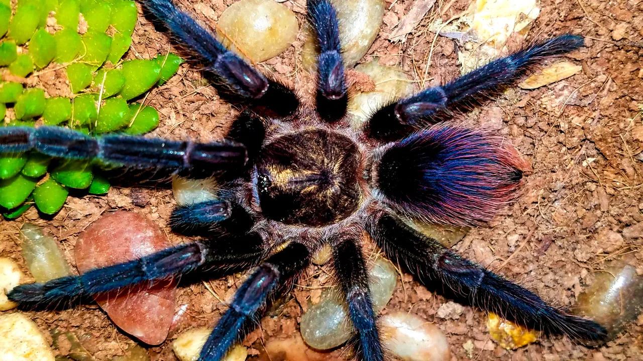 20132 reputable tarantula seller