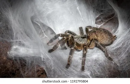 20133 tarantula molting