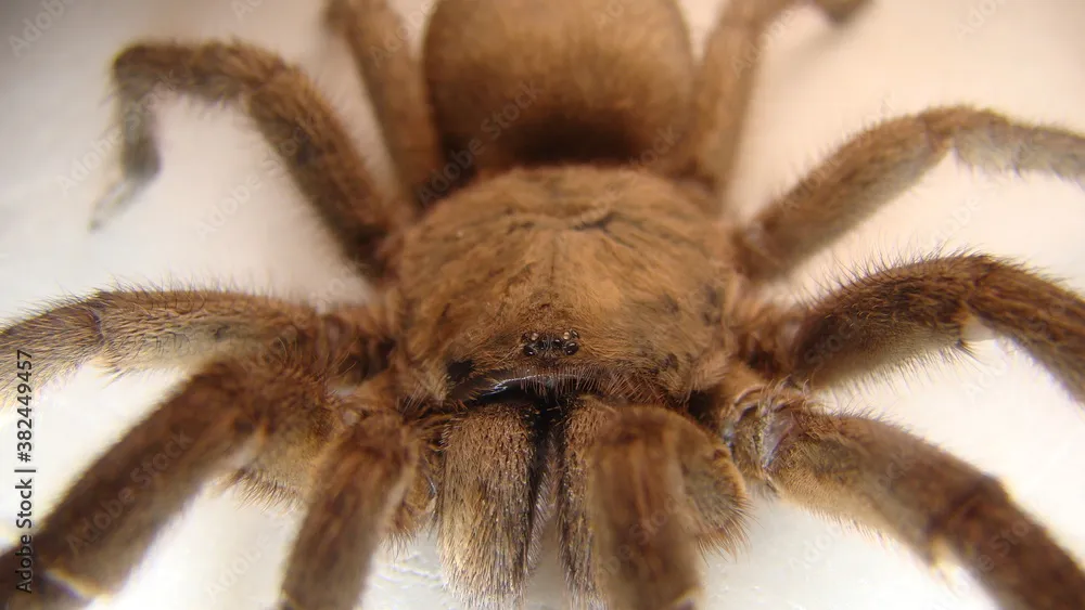 20133 tarantula pet