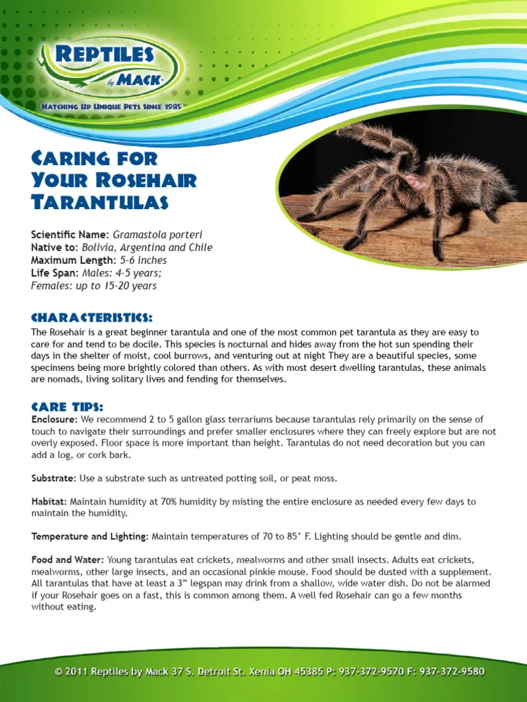 20135 healthy sapphire tarantula