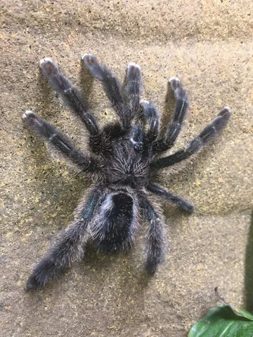 20135 sapphire tarantula feeding