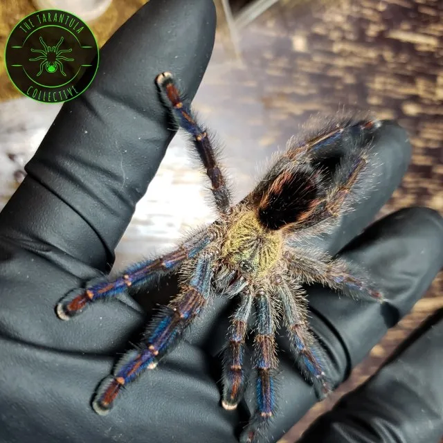 20135 sapphire tarantula habitat