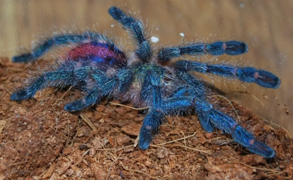 20135 sapphire tarantula handling