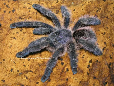 20135 sapphire tarantula molting