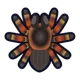 /img/20136-acnh-tarantula-avoid-mistakes.webp