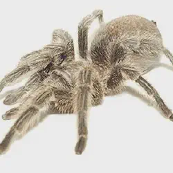 /img/20137-identifying-venomous-tarantulas.webp