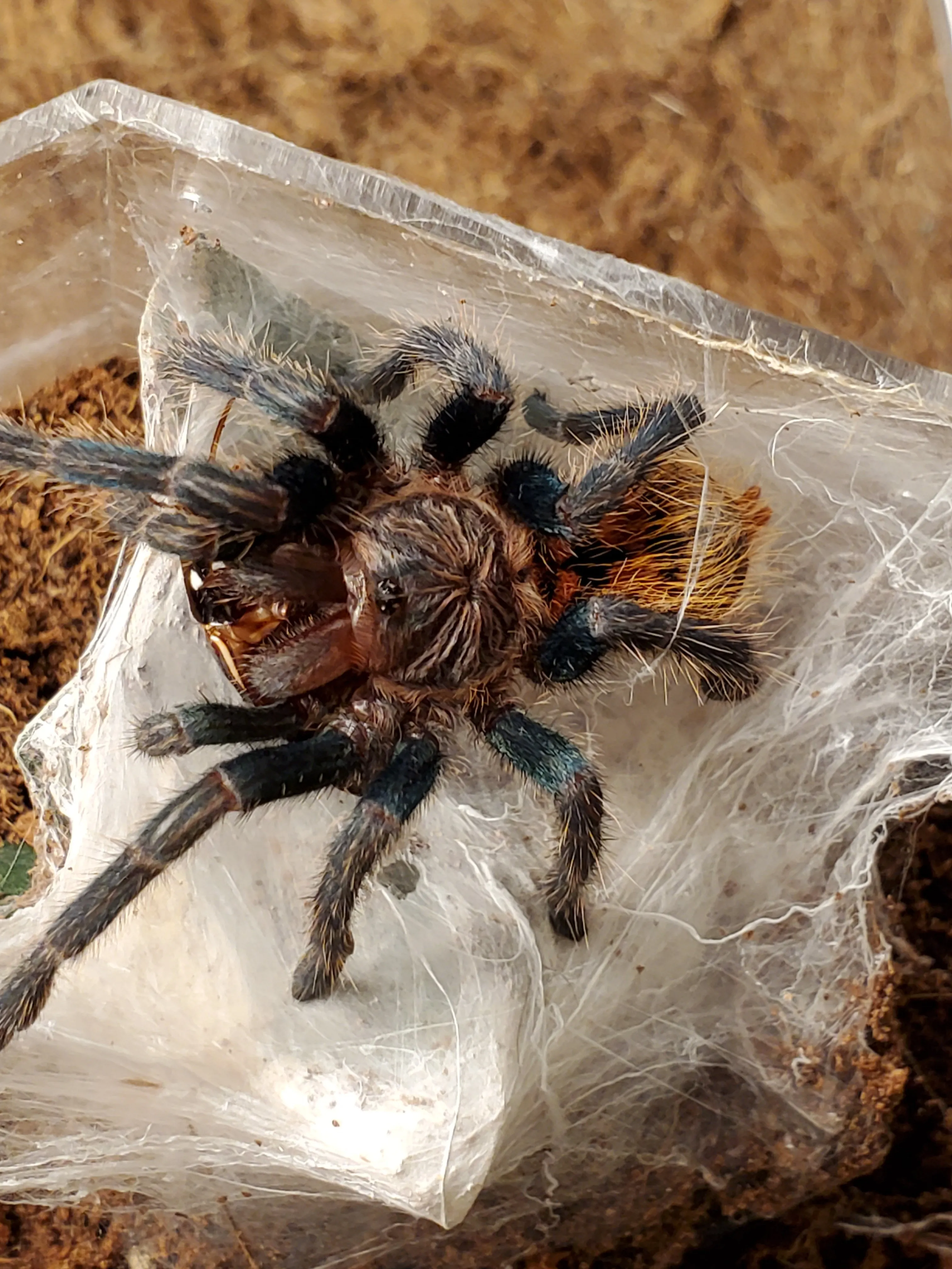 20140 tarantula company 1