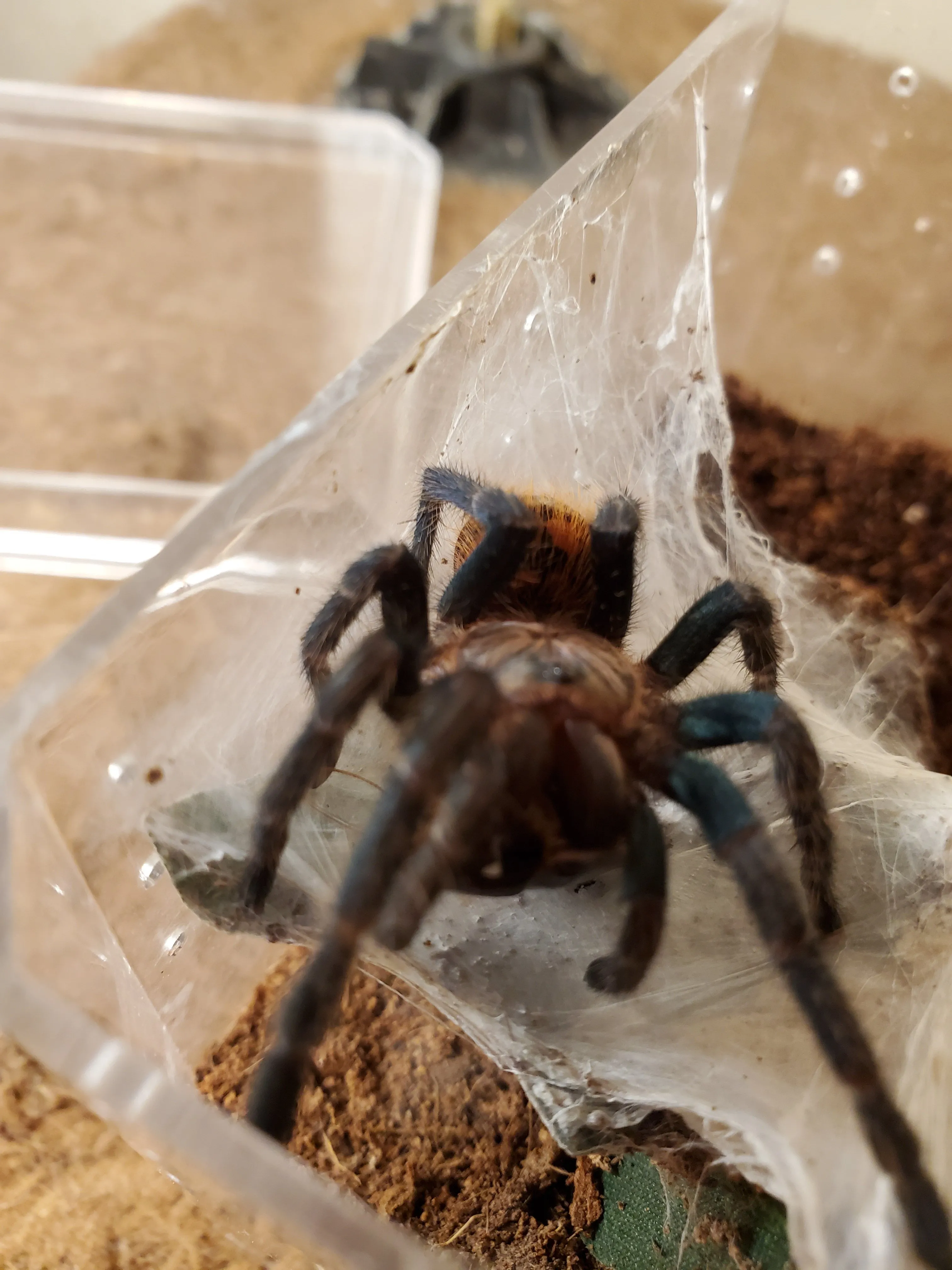 20140 tarantula company 2