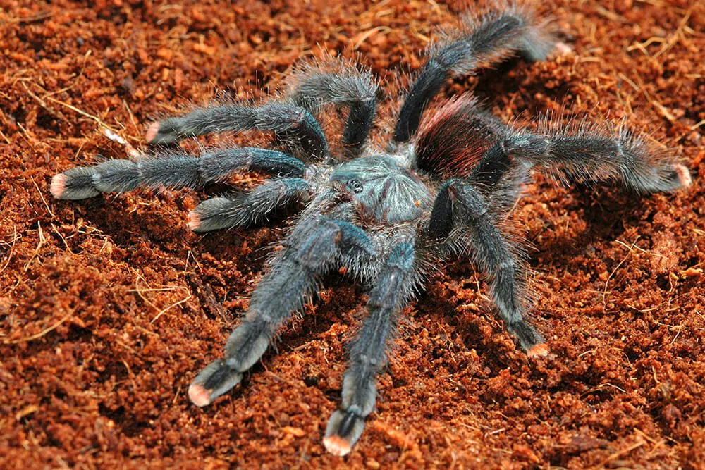 /img/20140-tarantula-company-5.webp