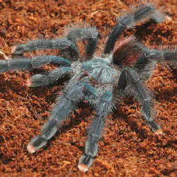 /img/20140-tarantula-company-5.webp