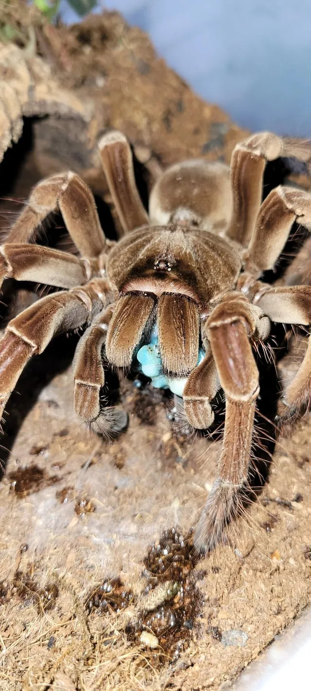 20140 tarantula shipping