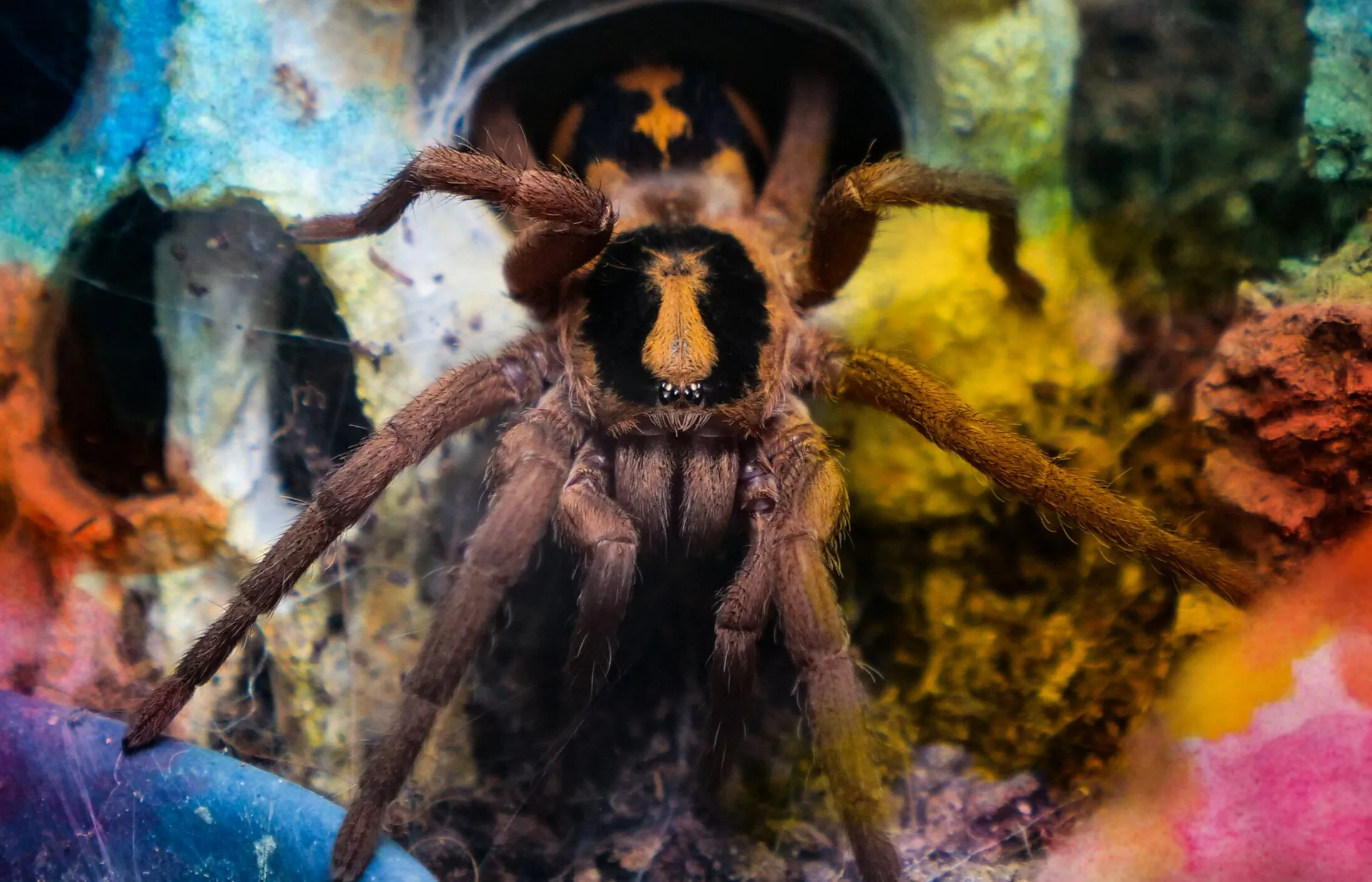 20140 tarantula species