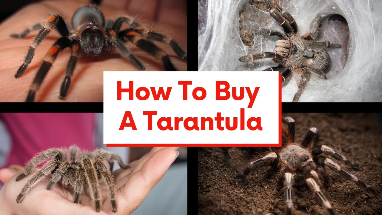 20141 ethical tarantula breeding