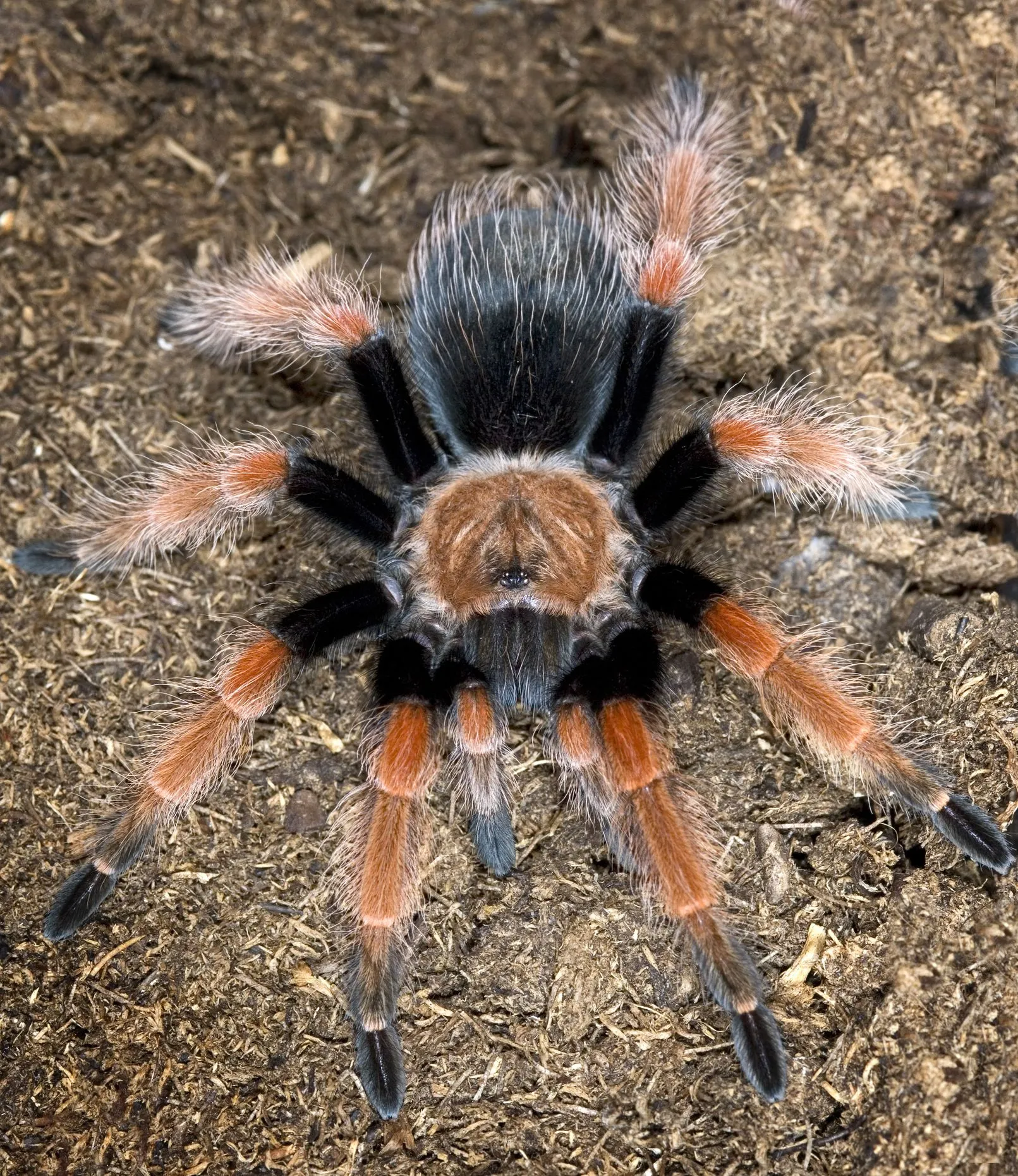 20141 online tarantula community