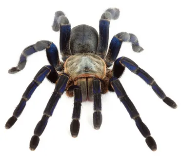 20141 tarantula breeder usa