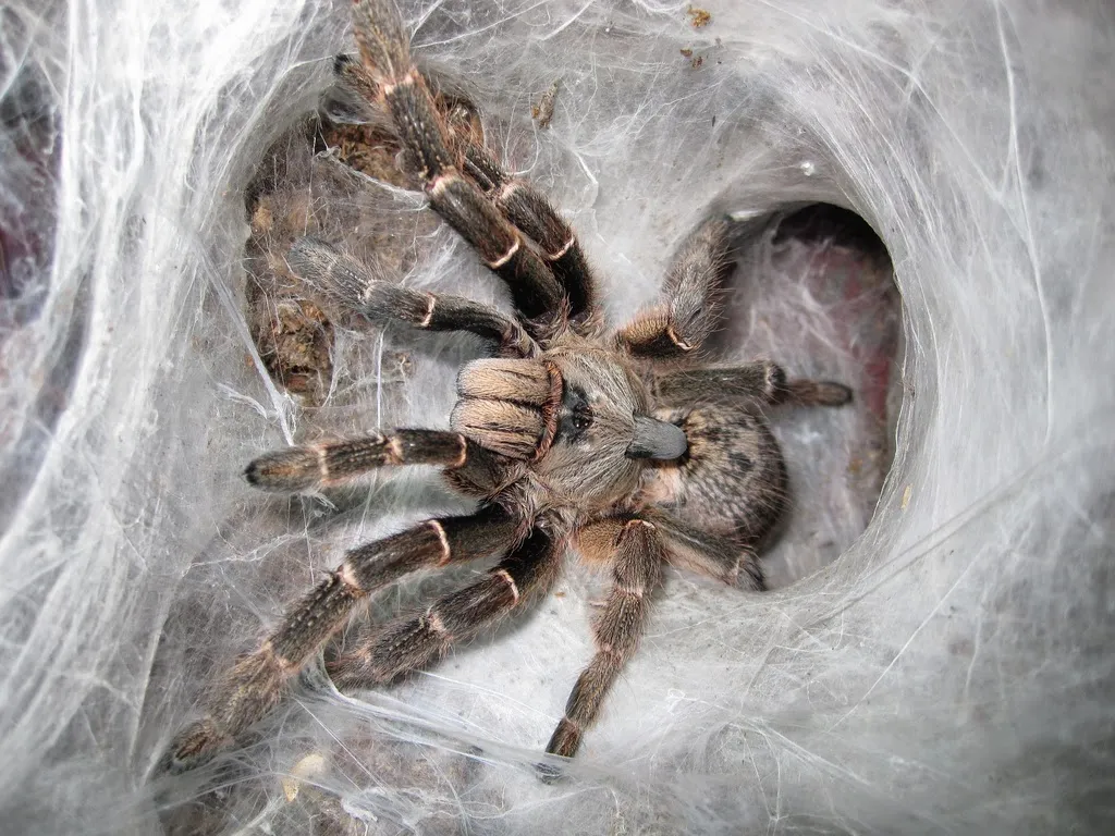 20141 tarantula breeding expertise