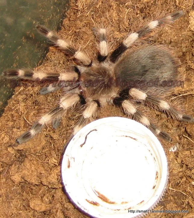 20141 tarantula customer service