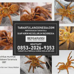 /img/20147-tarantula-bandung-behavior.webp