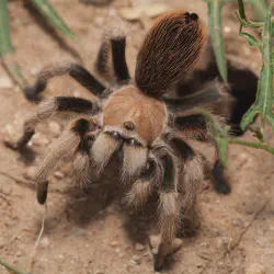 /img/20150-tarantula-healthy-tarantula.webp