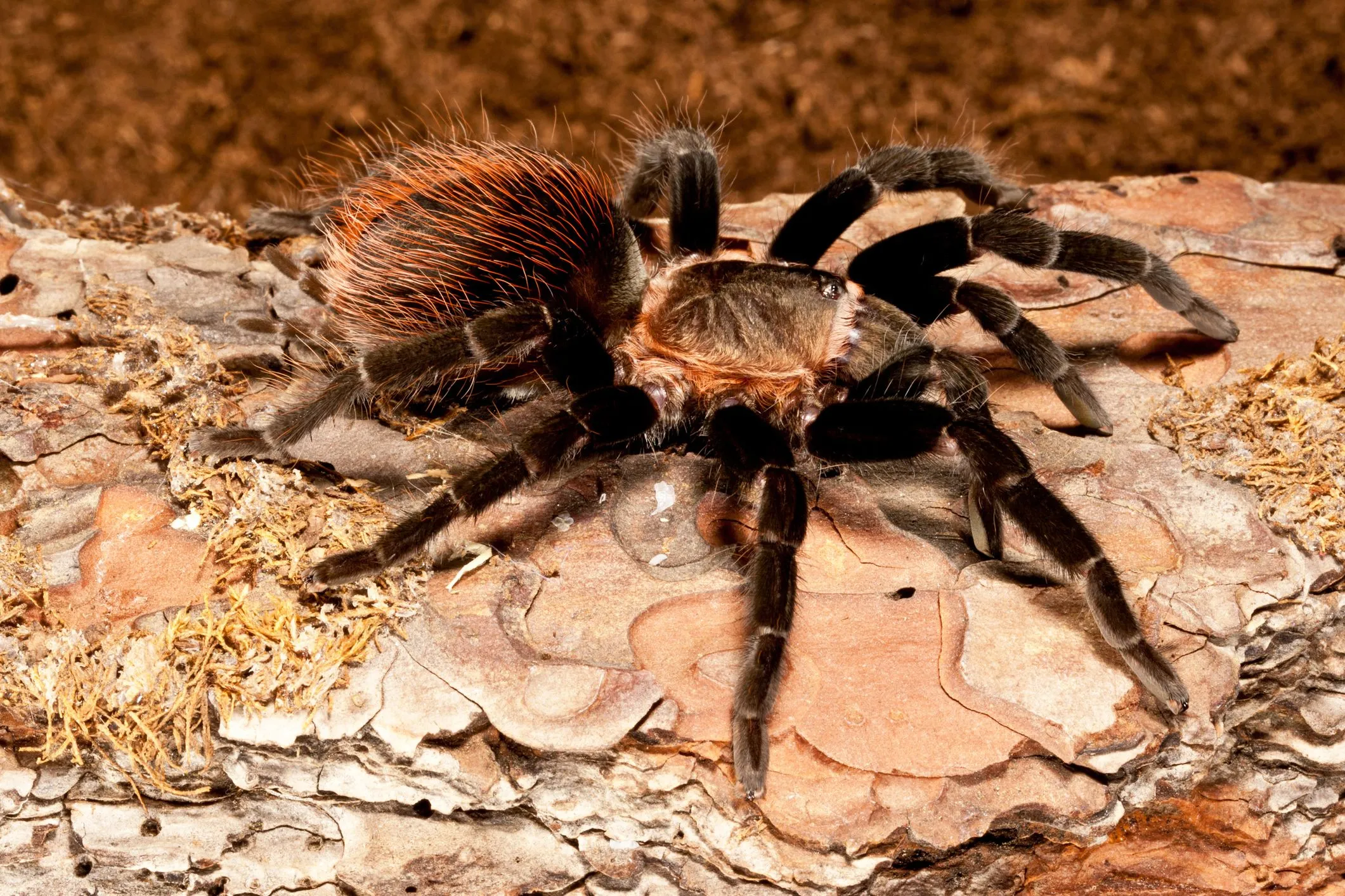 20150 tarantula substrate options