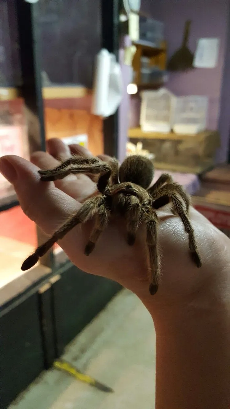 20155 rose hair tarantula handling