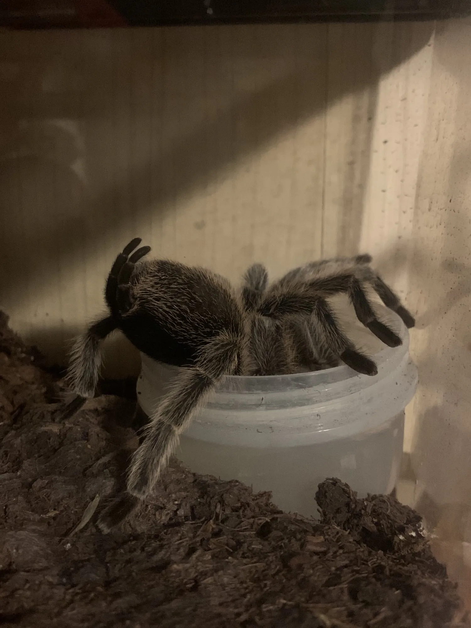 20155 rose hair tarantula prey