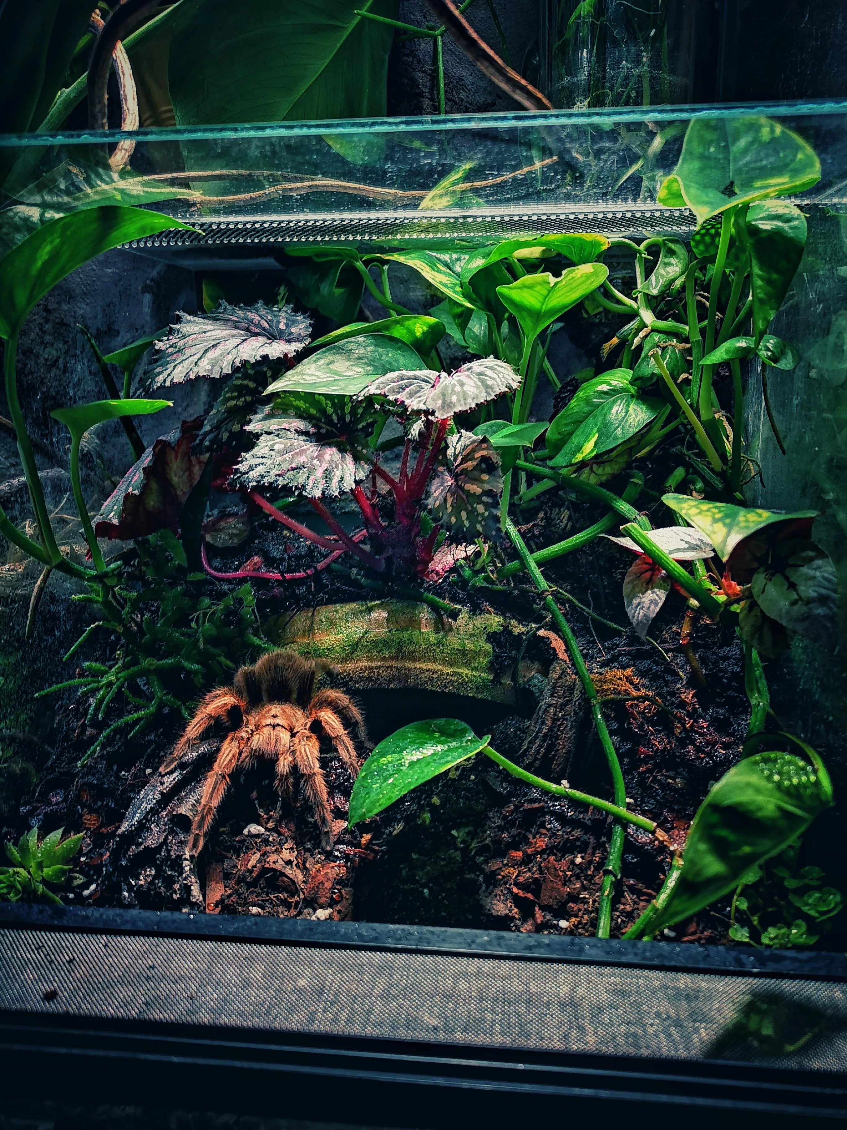 20155 rose hair tarantula tank