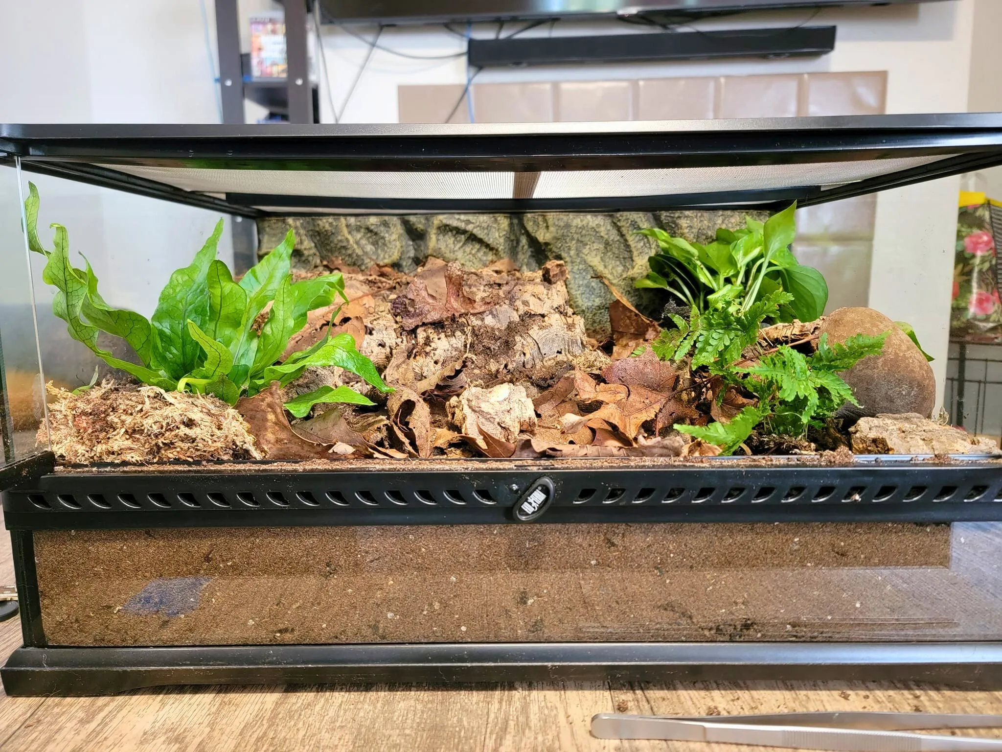 20156 choosing tarantula enclosure