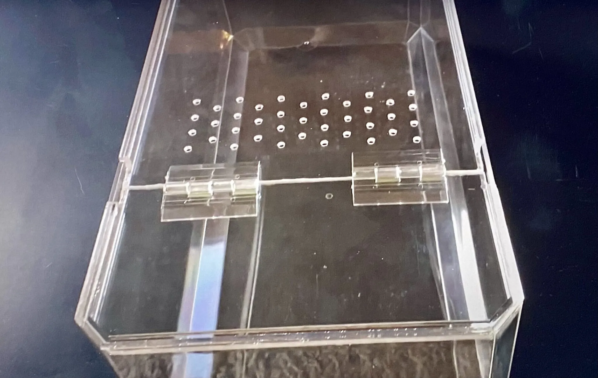 20156 tarantula enrichment decor