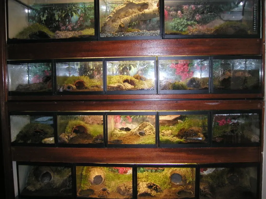 20156 tarantula water dish