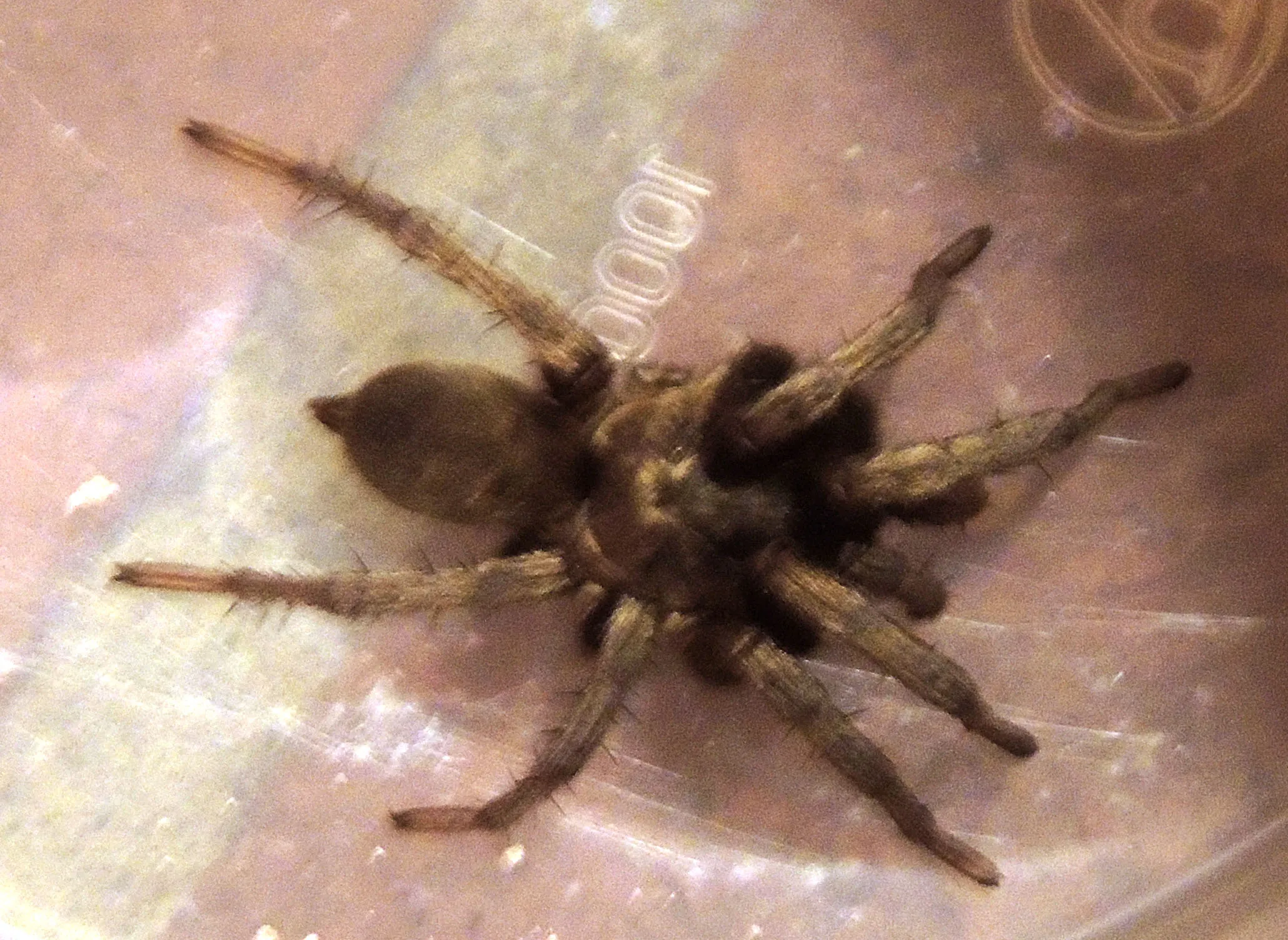 20158 tarantula bite symptoms