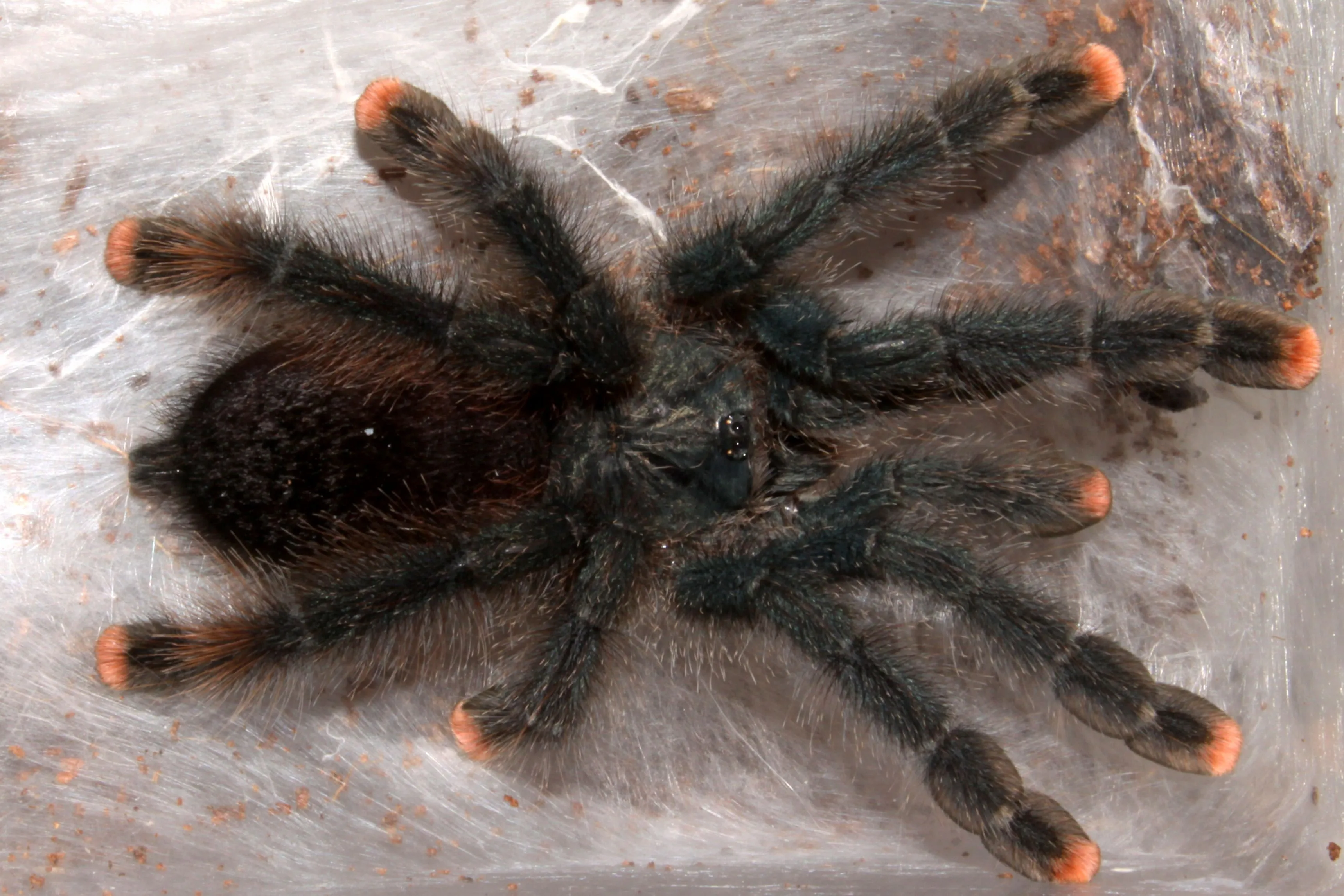 20159 tarantula feeding