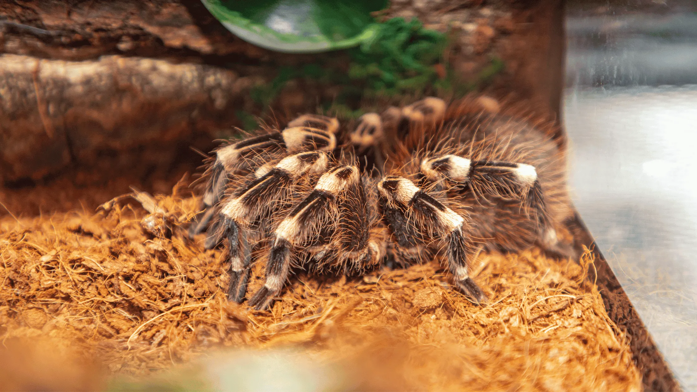 20159 tarantula habitat