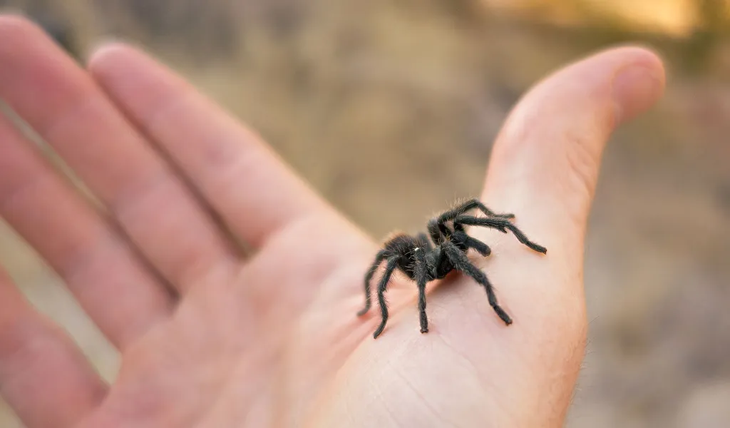20159 tarantula handling