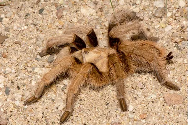 /img/20166-desert-blonde-tarantula-faq.webp