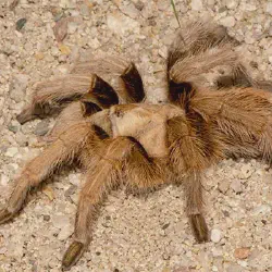 /img/20166-desert-blonde-tarantula-faq.webp
