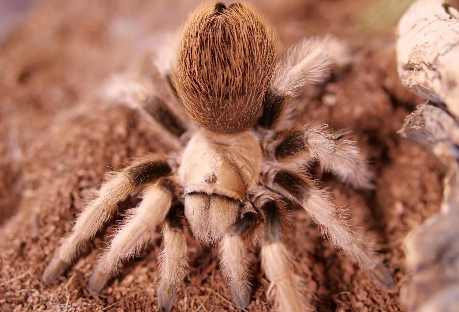 20166 desert blonde tarantula feeding