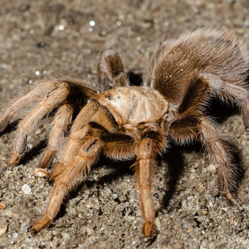 20166 desert blonde tarantula life cycle