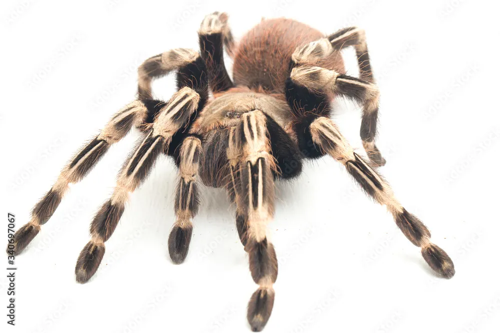 /img/20170-roda-tarantula-18-comparacao.webp