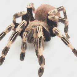 /img/20170-roda-tarantula-18-comparacao.webp