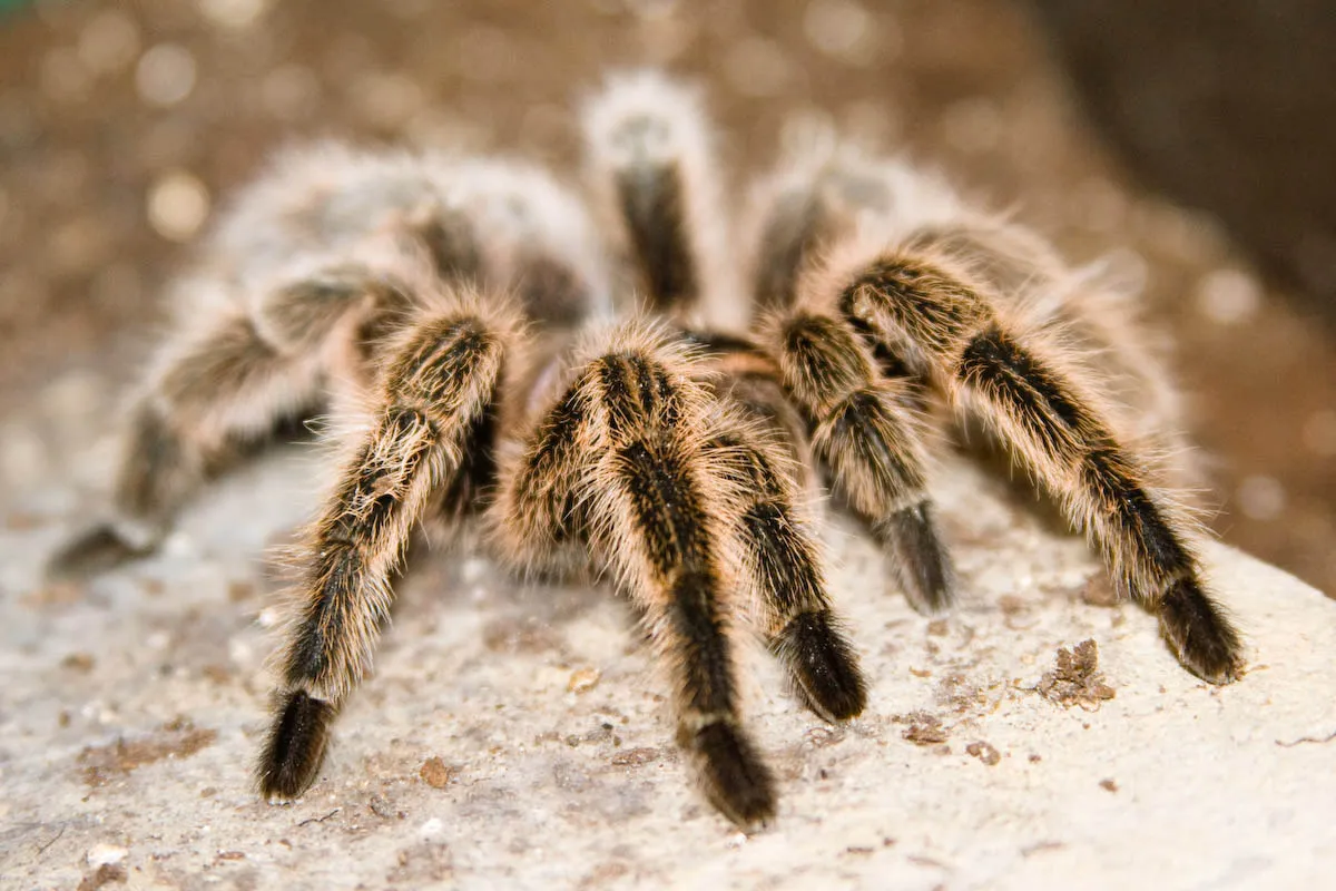 20170 roda tarantula 18 instalada