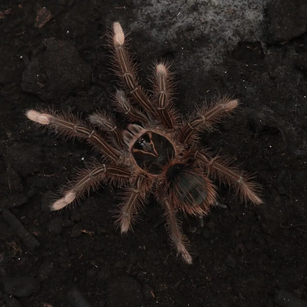20174 goliath tarantula breeding