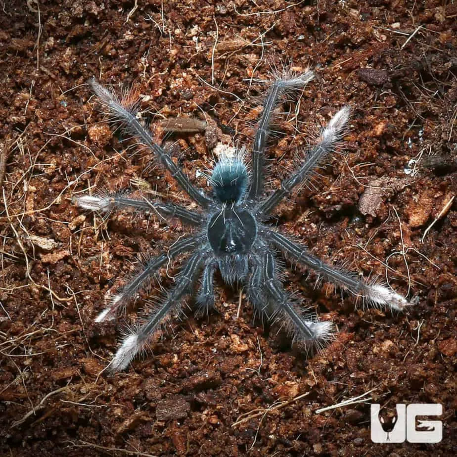 20174 goliath tarantula feeding