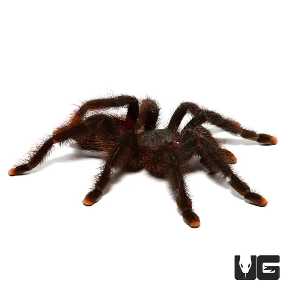 20174 goliath tarantula habitat