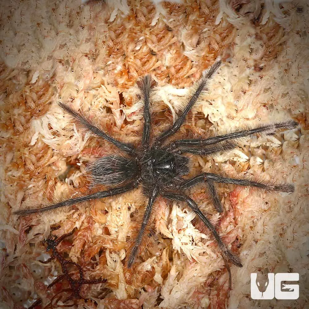 /img/20174-goliath-tarantula-health-check.webp